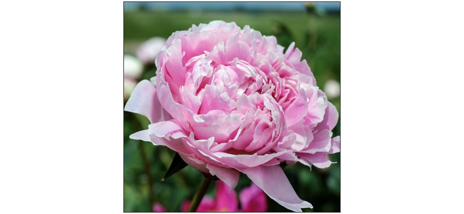 Cut Your Own Peonies Pick Your Own Peonies - Pink Pick Your Own Peonies - Red Pick Your Own Peonies - Field Cut Your Own Peonies - Ranunculus  Cut Your Own Peonies - Delphinium 