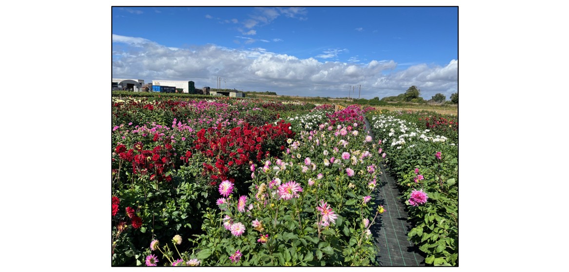 Cut Your Own Dahlias  Cut Your Own Dahlias  Cut Your Own Dahlias  