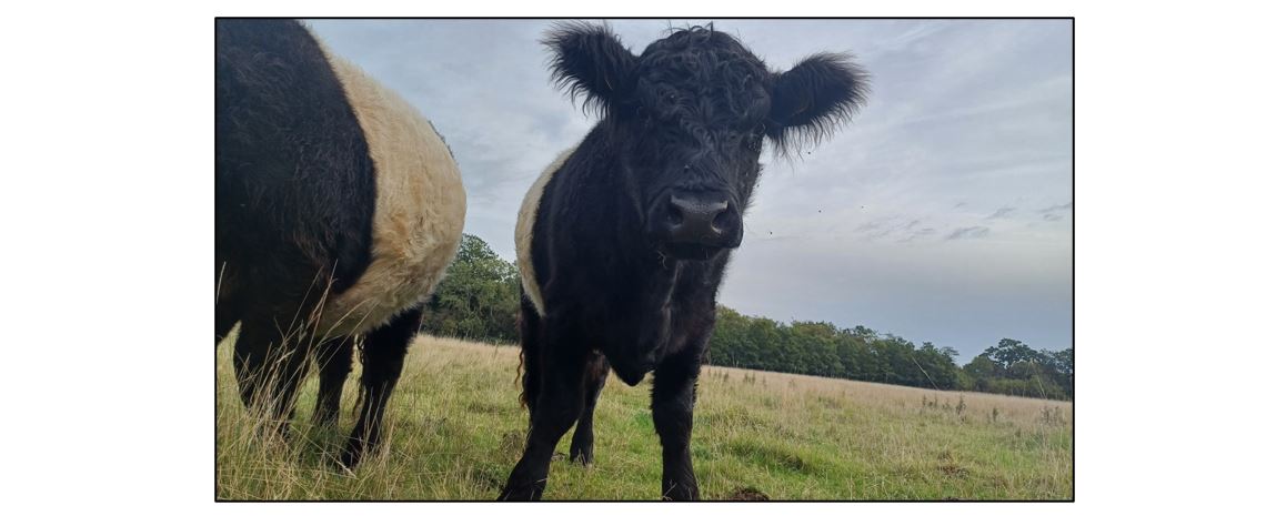 Meet the Cows  Meet the Cows  - three cows Meet the Cows - two cows Meet the Cows at Wandlebury  - cows Meet the Cows - eating hay