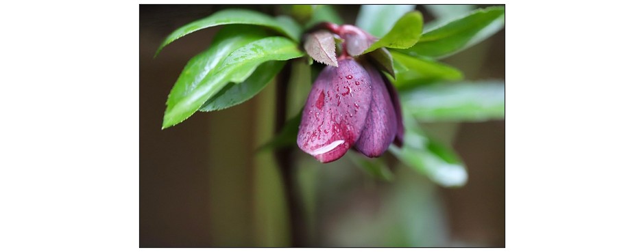 Winter Garden Plants - Hellebores