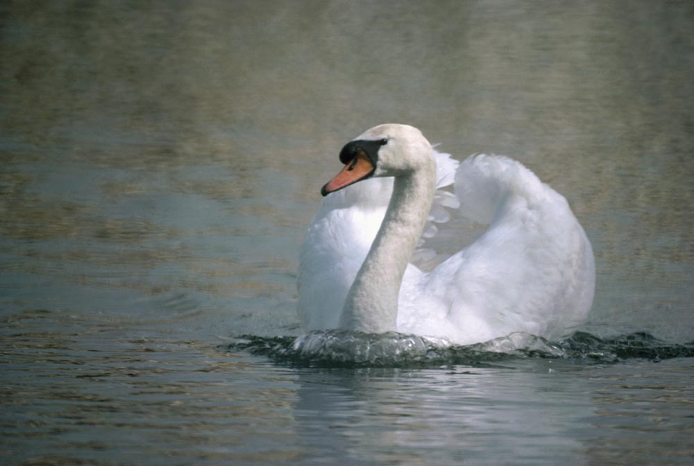 Fen Drayton Lakes, swan