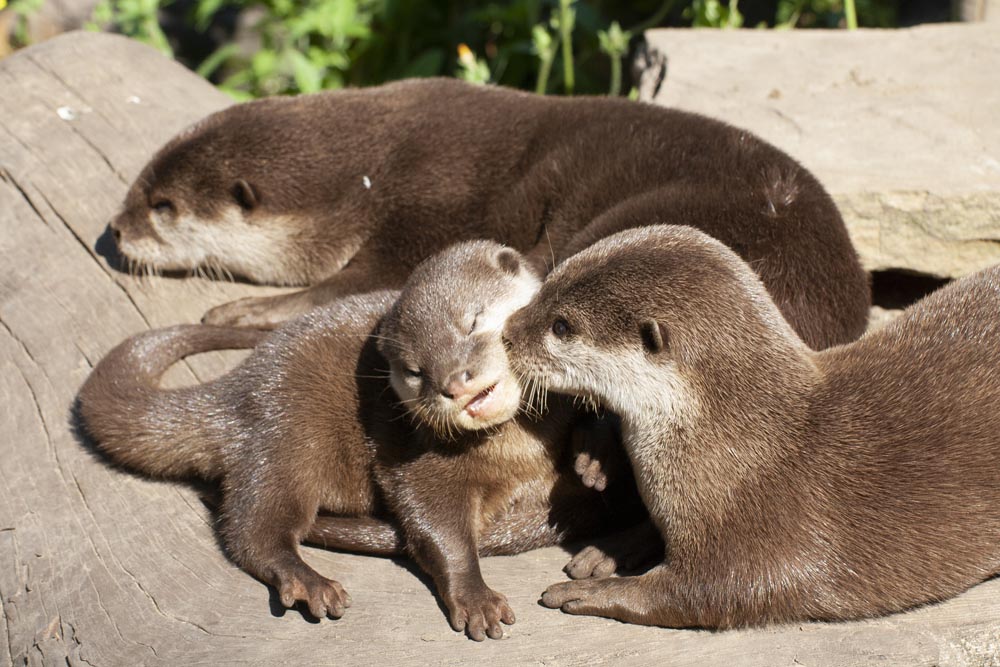 Shepreth Wildlife Park
