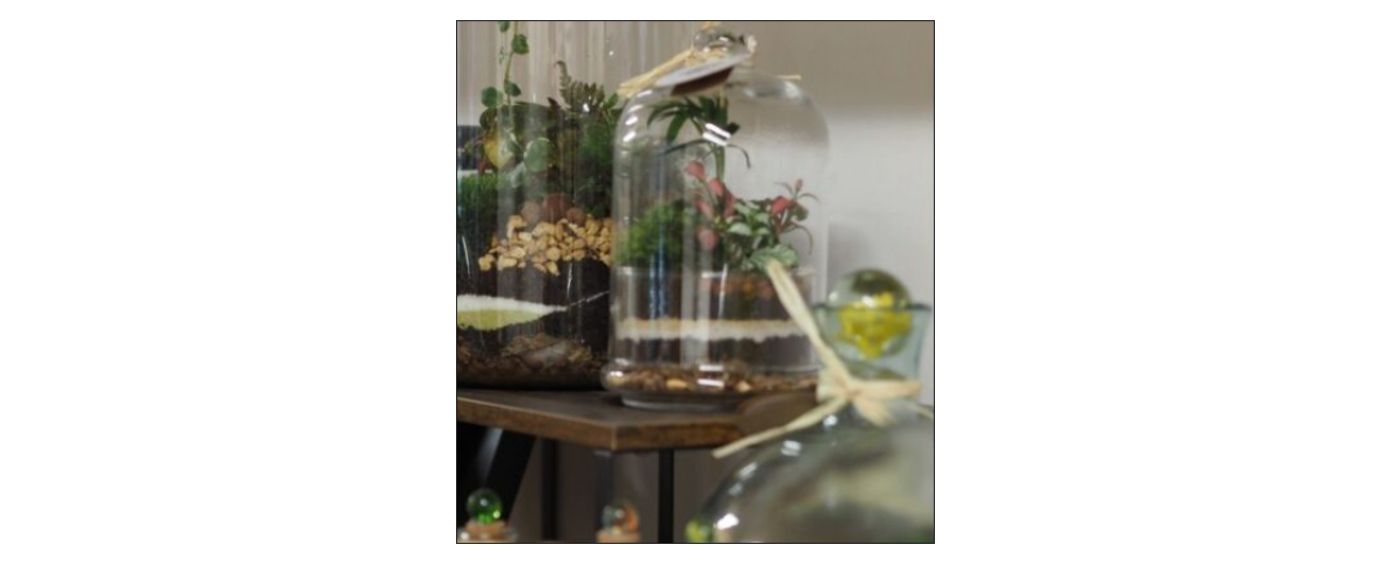 Terrarium Workshop