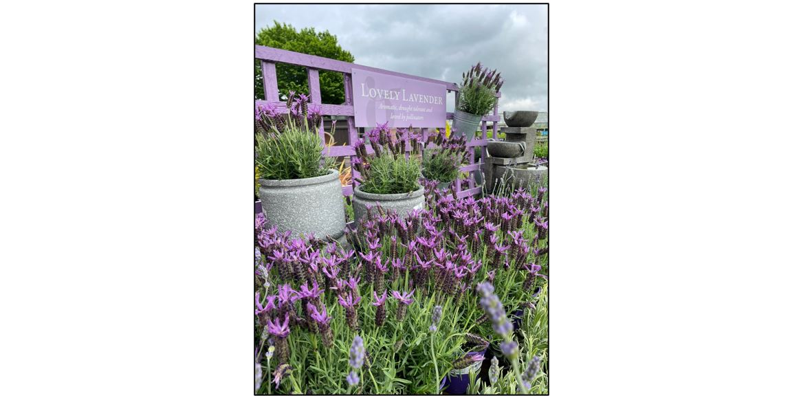 Oakington Garden Centre - lovely lavender