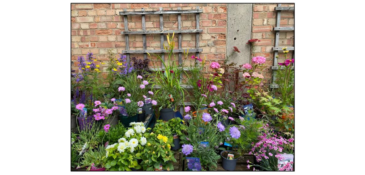 Darwin Nurseries and Farm Shop - nursery