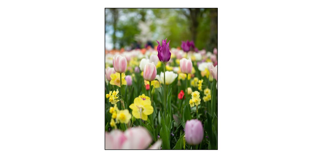 Spring Bulbs