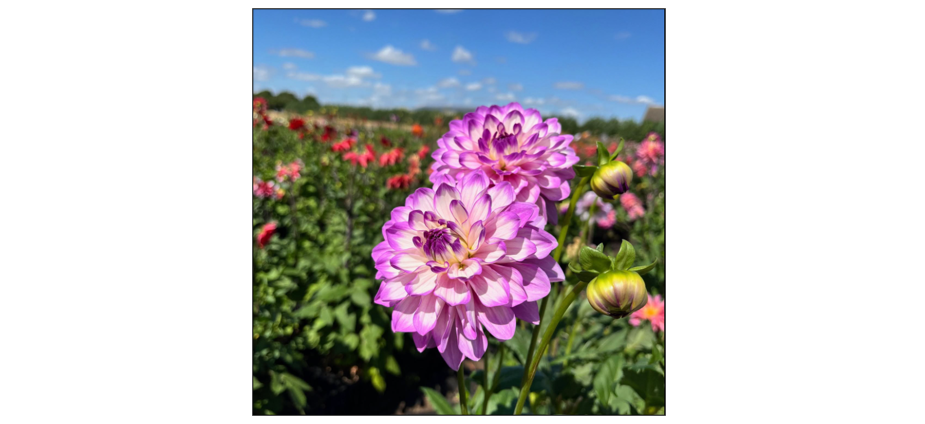 Cut Your Own Dahlias