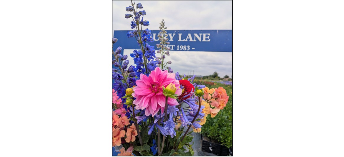 Cut Your Own Flower Fields