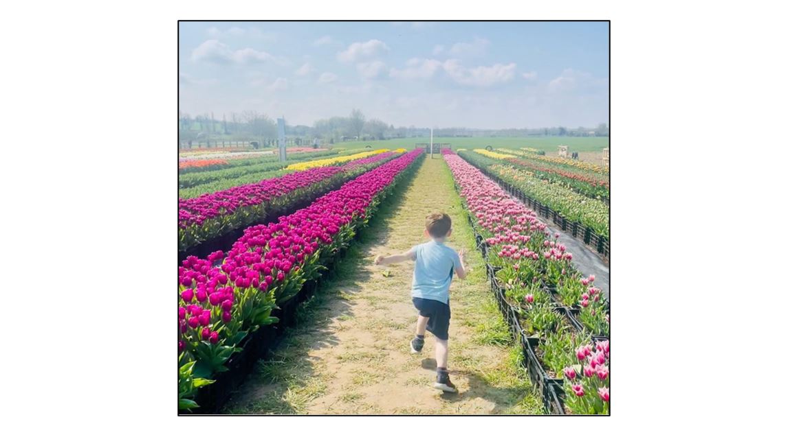 Pick Your Own Tulips  Pick Your Own Tulips  Pick Your Own Tulips  Pick Your Own Tulips 