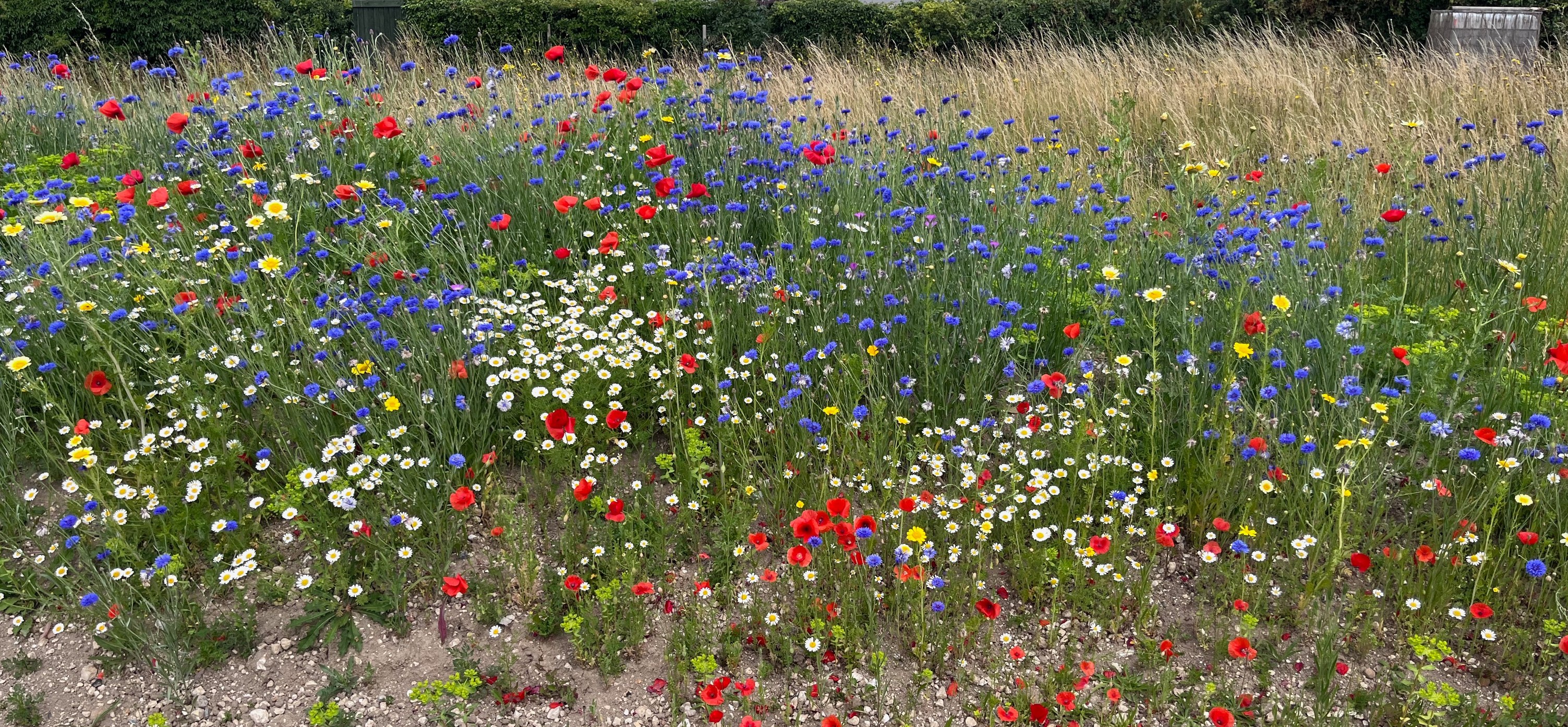 Wild flowers