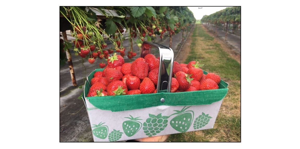Pick Your Own Strawberries  Pick Your Own Strawberries - handful Pick Your Own Strawberries  - strawberries  Pick Your Own Strawberries  - 