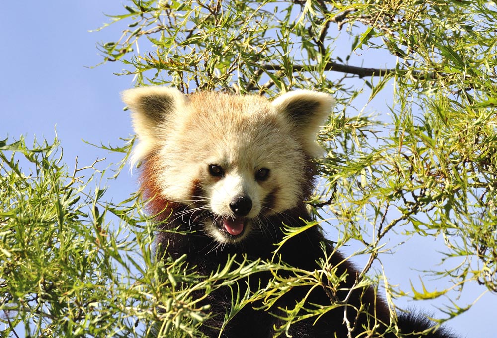 Shepreth Wildlife Park, Red Panda