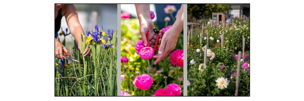 Pick Your Own Flowers 
