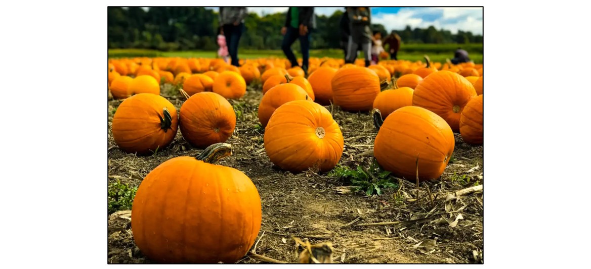 PYO Pumpkins & Halloween Shop - pumpkin display PYO Pumpkins & Halloween Shop PYO Pumpkins & Halloween Shop - pumpkin field