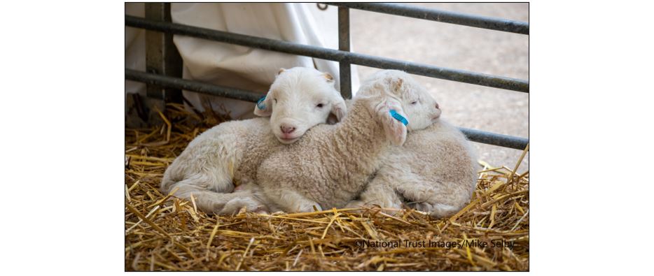 Springing to Life at Wimpole Estate - Lambs Springing to Life at Wimpole Estate - Lamb Springing to Life at Wimpole Estate - piglets Springing to Life at Wimpole Estate - goats Springing to Life at Wimpole Estate - chicks