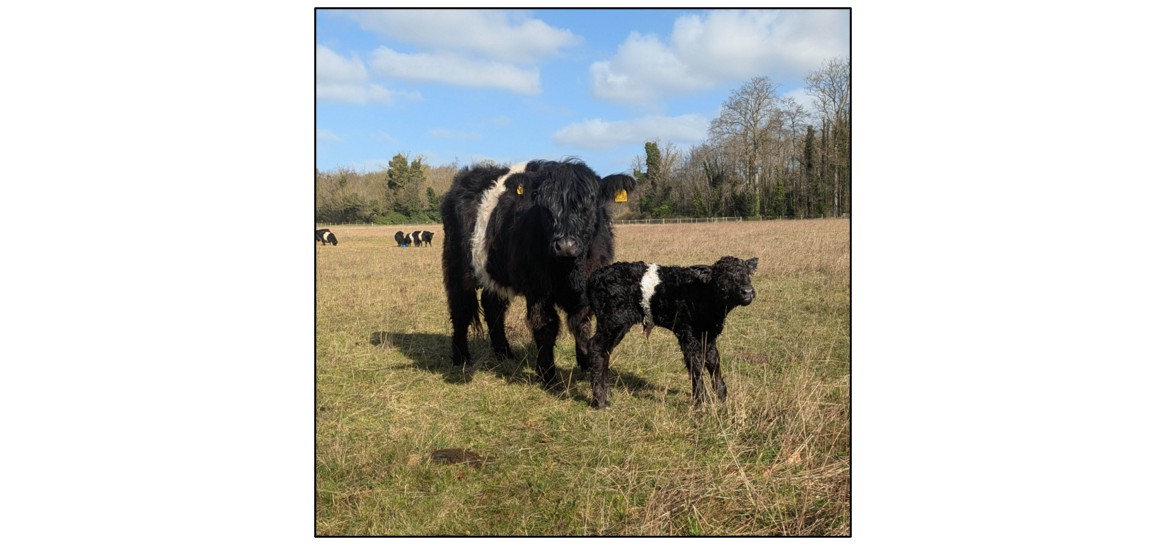 Meet the Cows