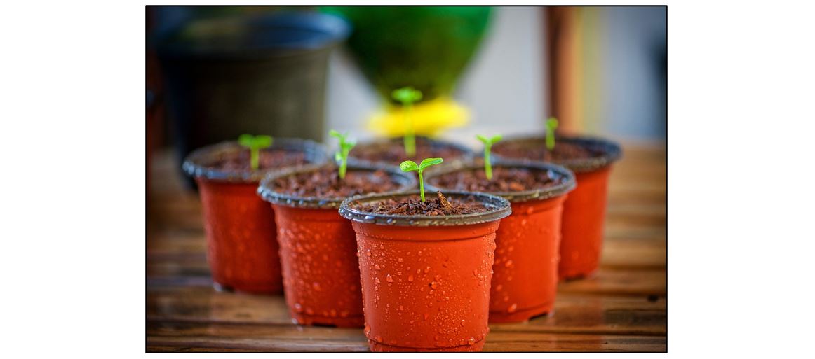 Propagate Your Own Plants Talk Propagate Your Own Plants Talk Propagate Your Own Plants Talk - itinerary