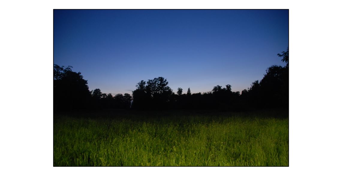 Bat Walk at Wandlebury