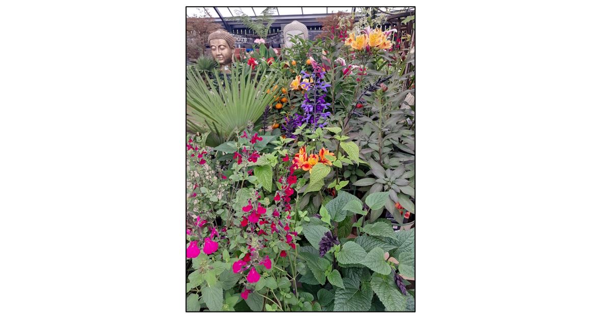 Oakington Garden Centre - salvias and statues