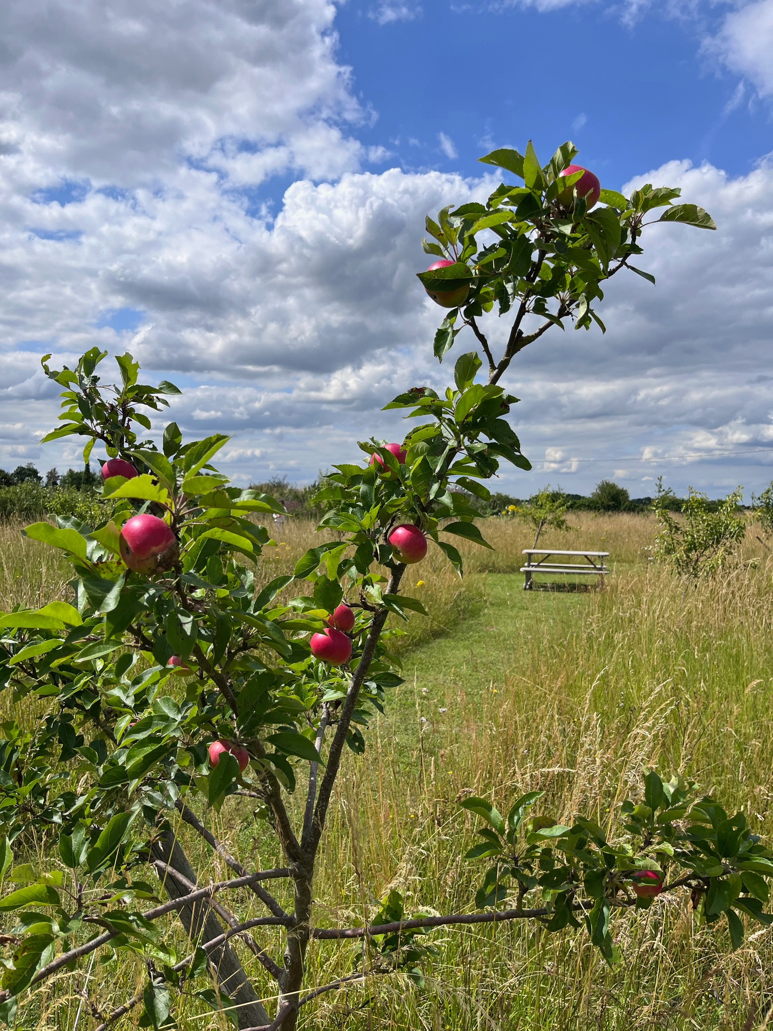 Apples