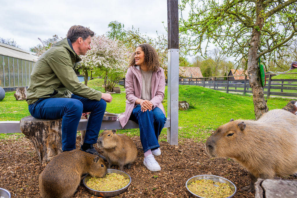 Shepreth Wildlife Park - capybaras