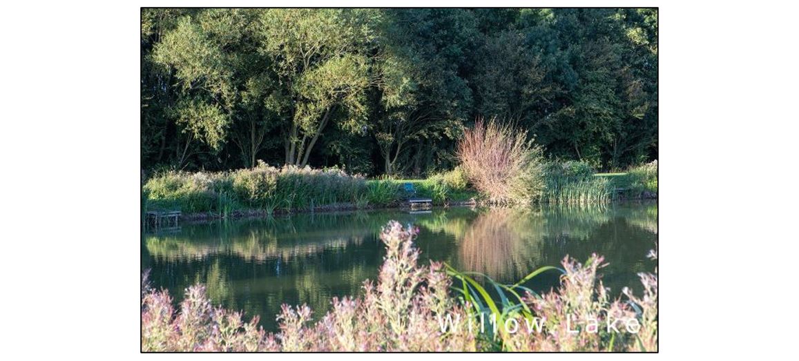 Lawn Farm Fisheries - Willow
