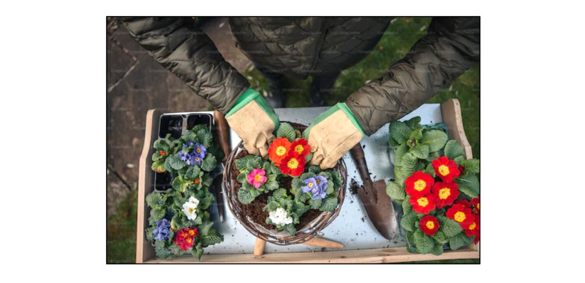 Autumn and Winter Container Planting