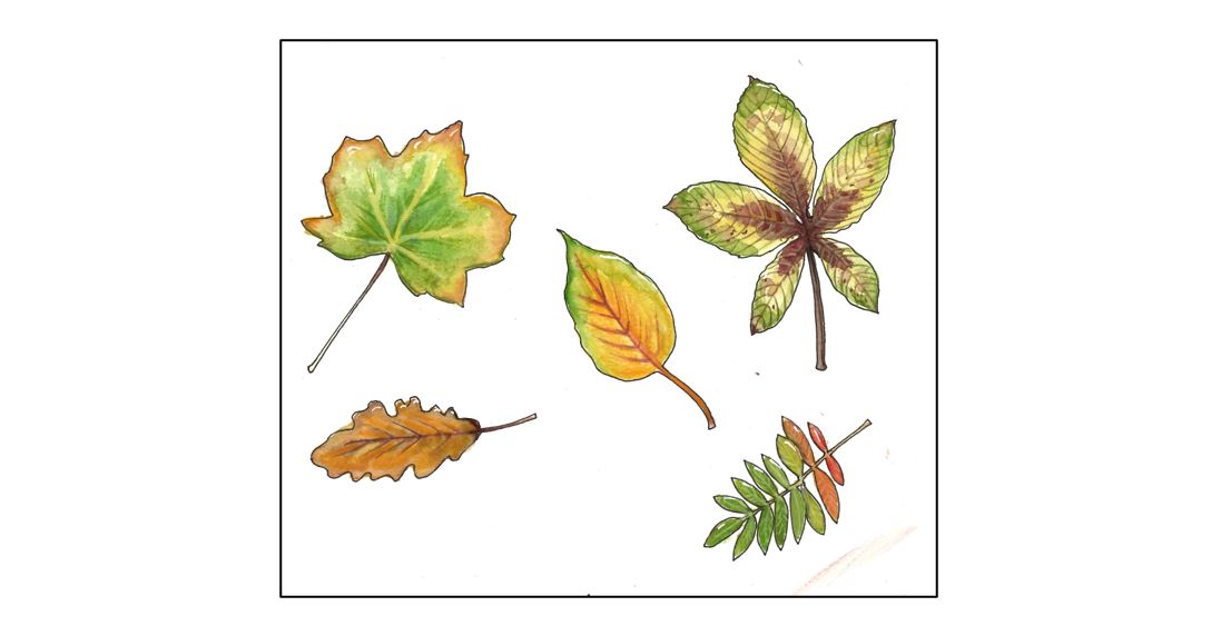 Drink & Draw with Sue Smith - leaves Drink & Draw - Exterior Drink & Draw - Estrella Room