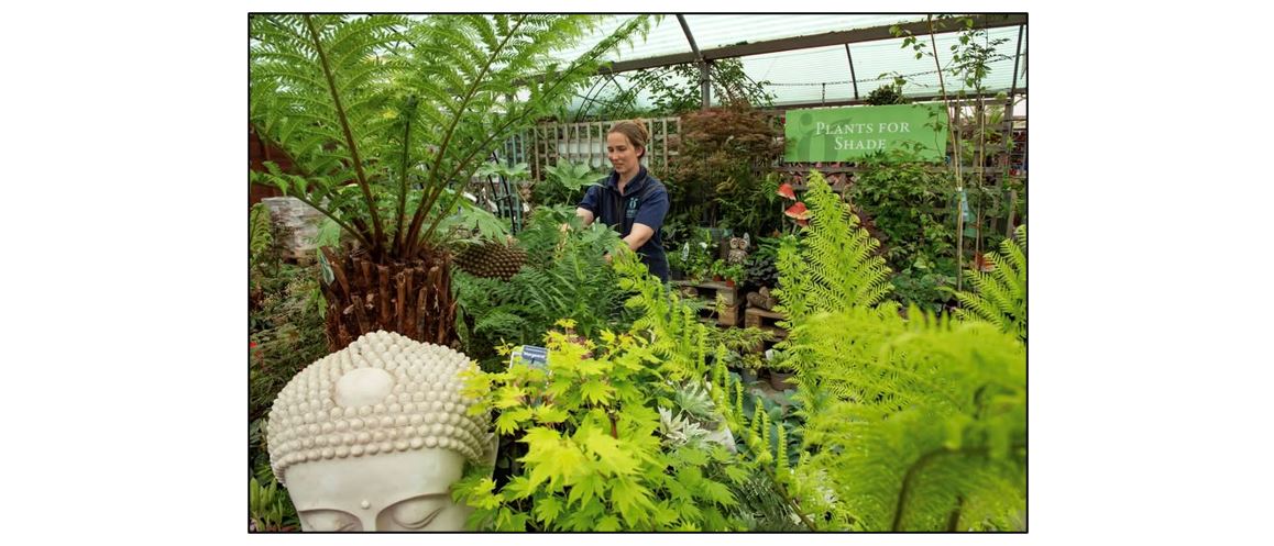 Oakington Garden Centre  - plants for shade