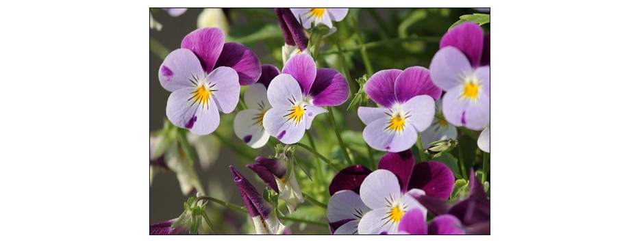 Winter Garden Plants