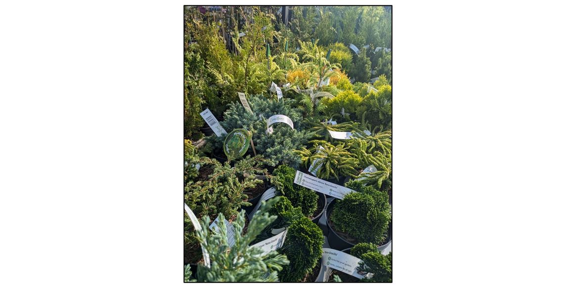 Oakington Garden Centre - conifers